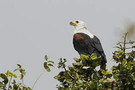 African Fish Eagle