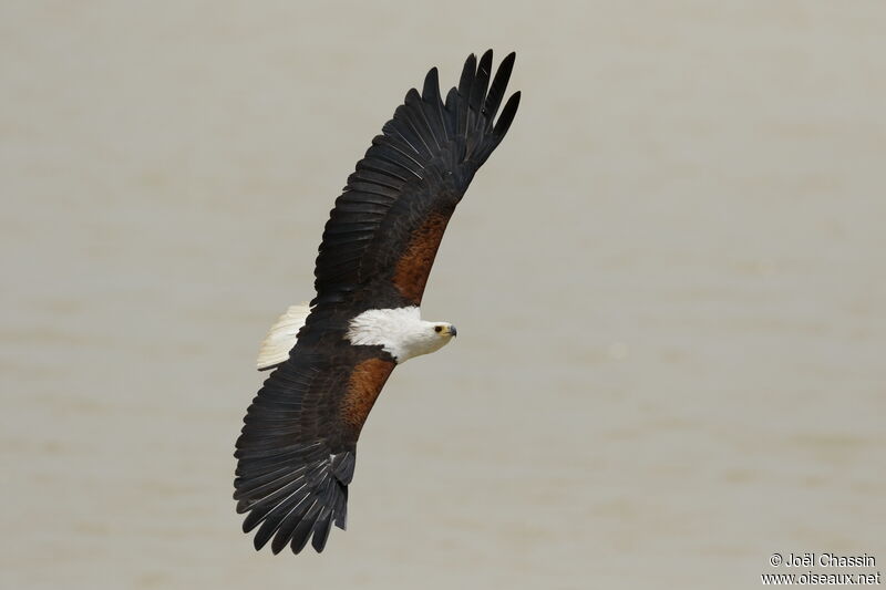 African Fish Eagle, Flight