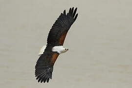 African Fish Eagle