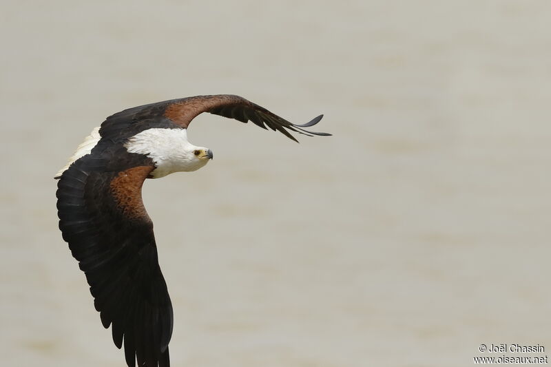 African Fish Eagle, Flight