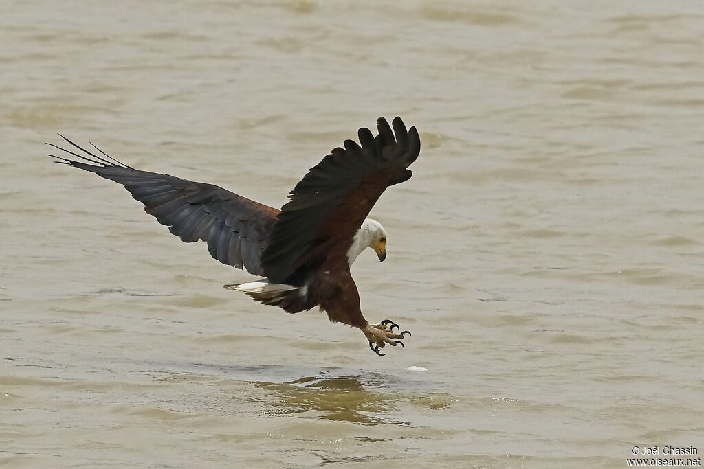 Pygargue vocifère, identification, pêche/chasse