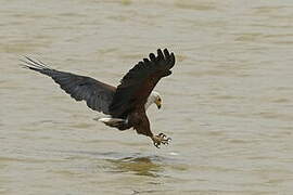 African Fish Eagle