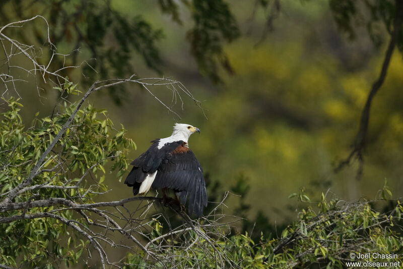 African Fish Eagle, identification