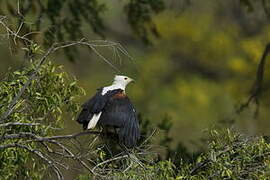 African Fish Eagle