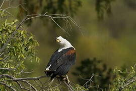 African Fish Eagle