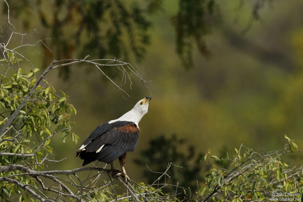 African Fish Eagle, identification