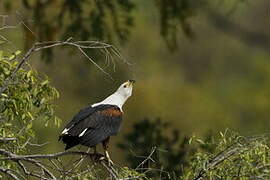 African Fish Eagle