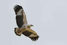 African Fish Eagle