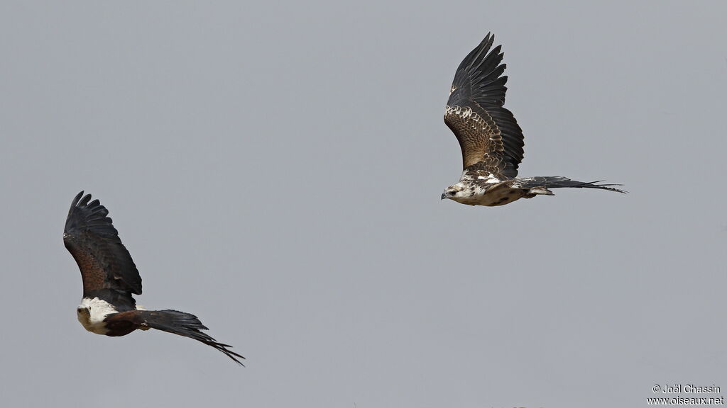 African Fish Eagle, Flight