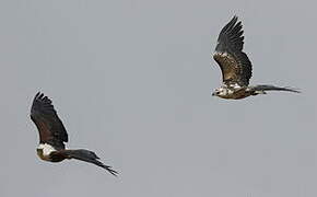 African Fish Eagle