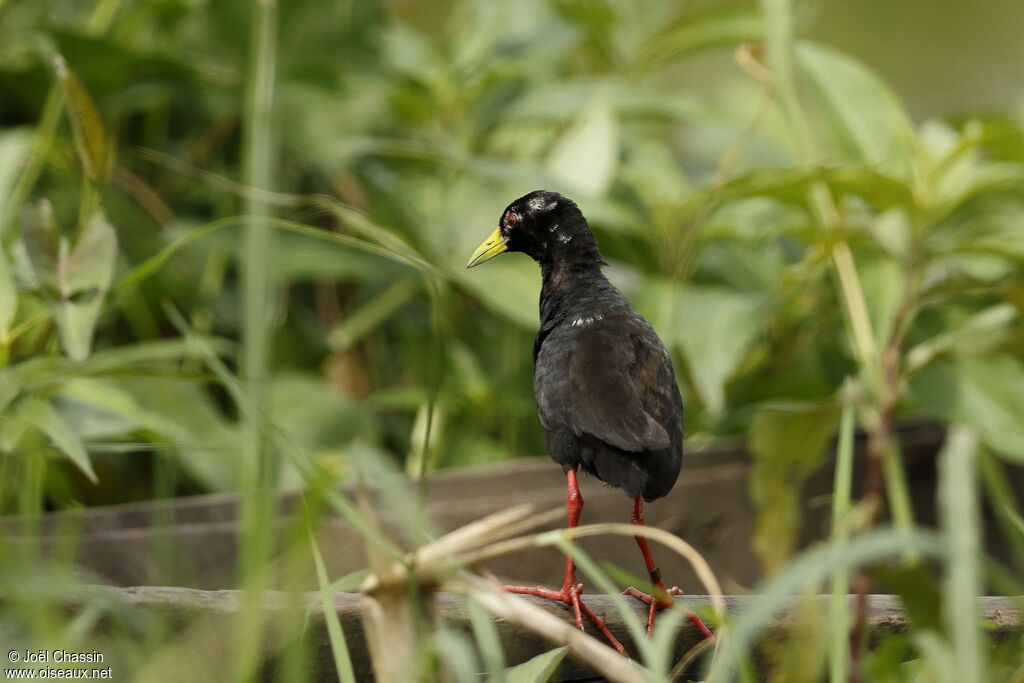 Black Crake, identification