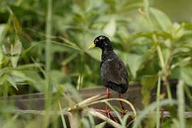 Black Crake