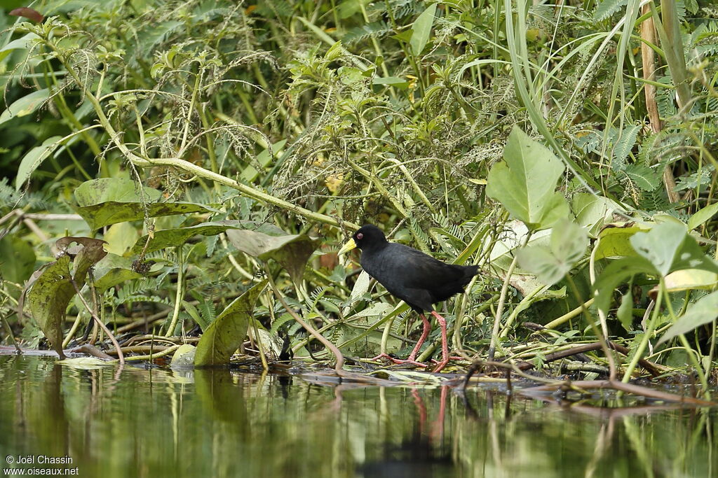 Râle à bec jaune, identification