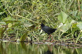 Black Crake