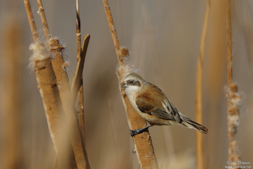 Rémiz penduline, identification