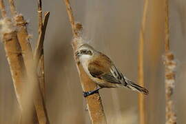 Eurasian Penduline Tit