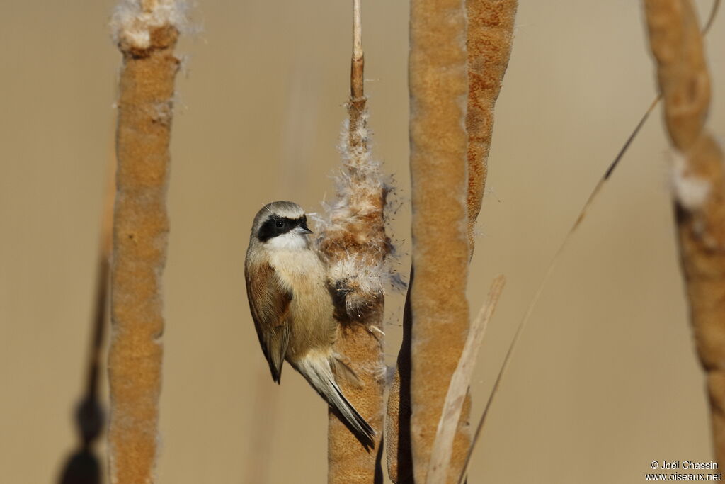 Eurasian Penduline Tit, identification