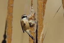 Rémiz penduline