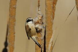 Eurasian Penduline Tit