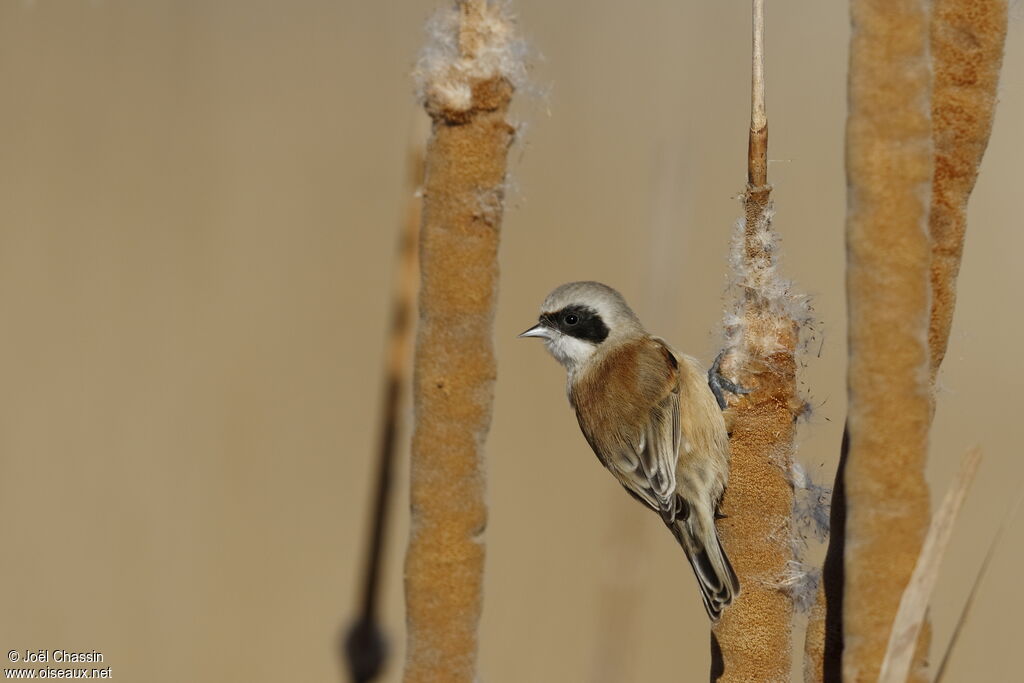 Eurasian Penduline Tit, identification