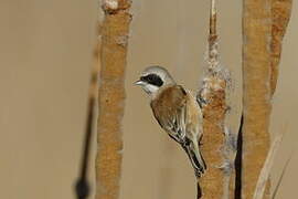 Eurasian Penduline Tit