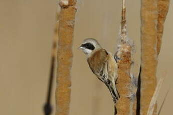 Rémiz penduline