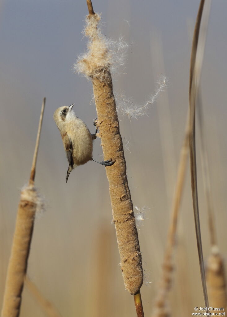 Eurasian Penduline Tit, identification