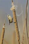 Rémiz penduline