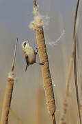 Eurasian Penduline Tit