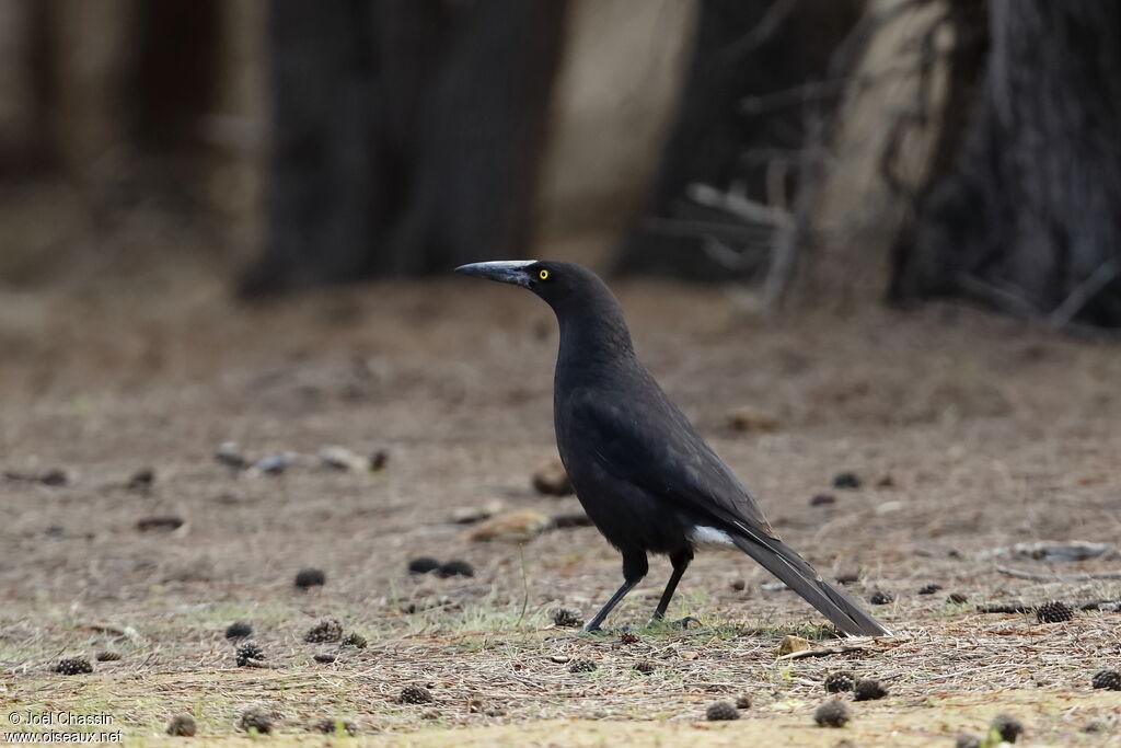 Black Currawong, identification