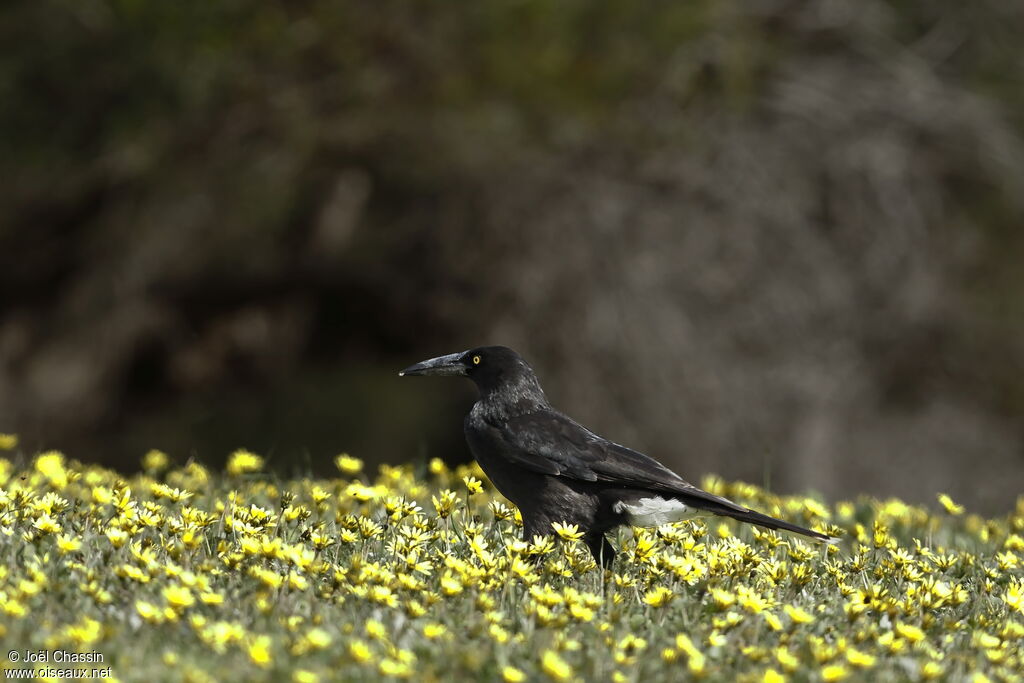 Black Currawong, identification