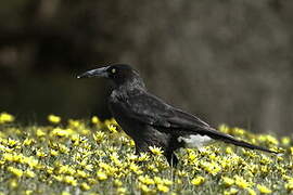 Black Currawong