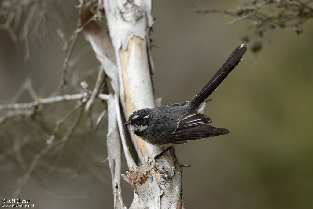 Grey Fantail, identification