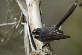 Grey Fantail