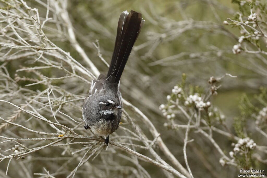 Grey Fantail, identification