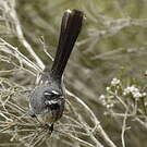 Rhipidure gris