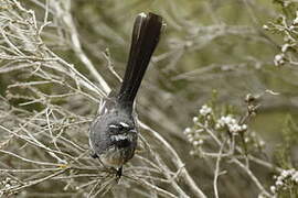 Grey Fantail