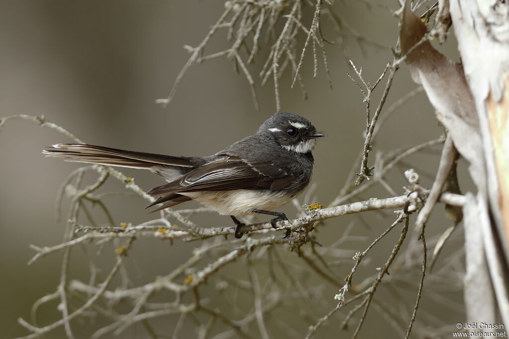 Grey Fantail, identification