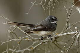 Grey Fantail