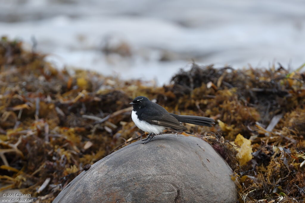 Willie Wagtail, identification