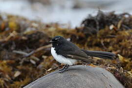 Willie Wagtail