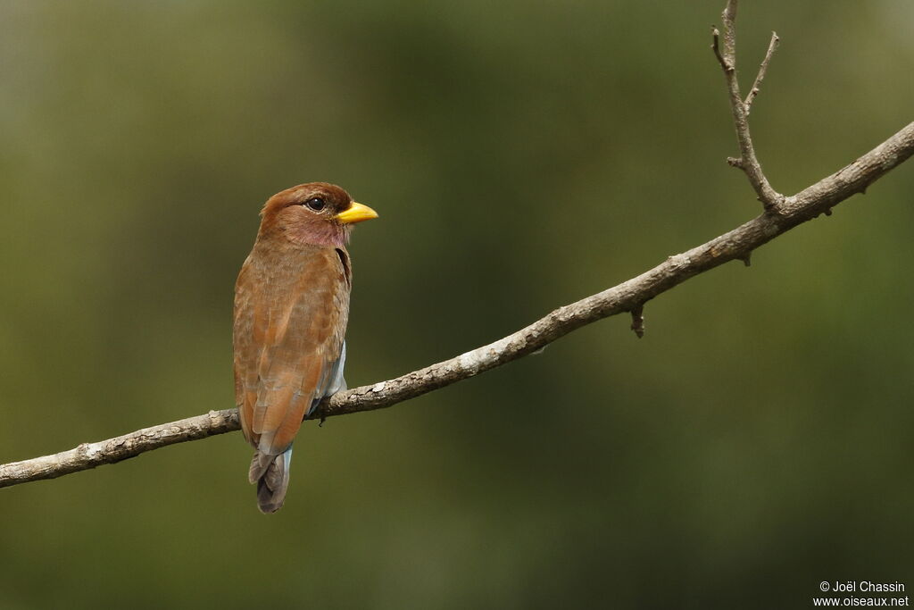 Broad-billed Roller, identification