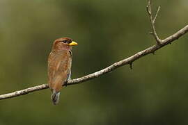 Broad-billed Roller