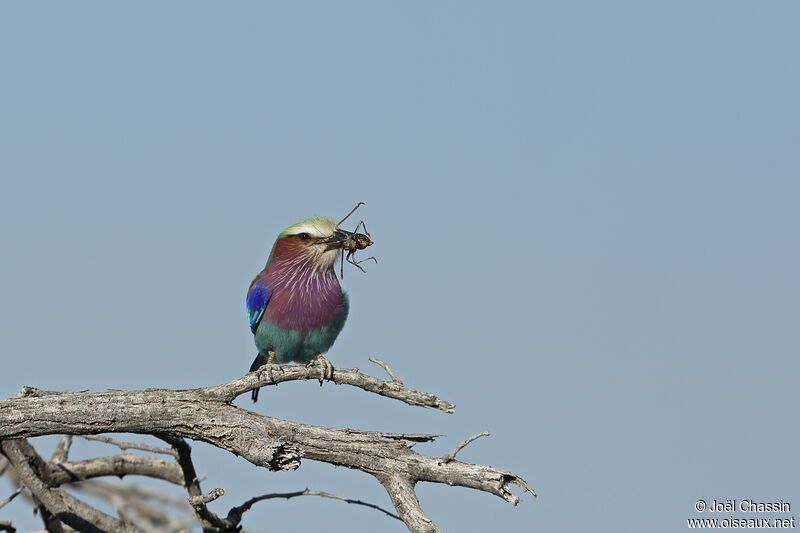 Lilac-breasted Roller, identification, eats
