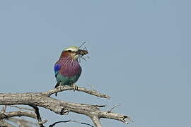 Lilac-breasted Roller