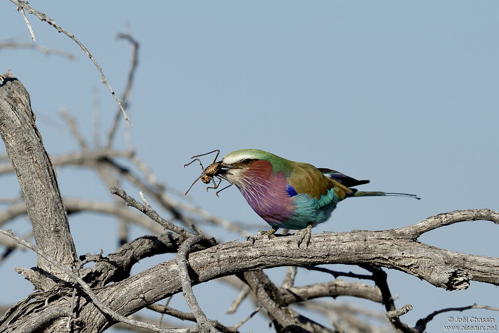 Lilac-breasted Roller, identification, eats