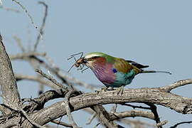 Lilac-breasted Roller