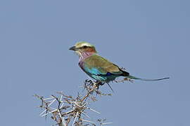 Lilac-breasted Roller