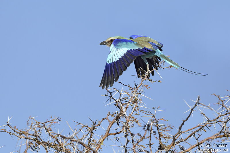 Lilac-breasted Roller, Flight