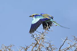 Lilac-breasted Roller